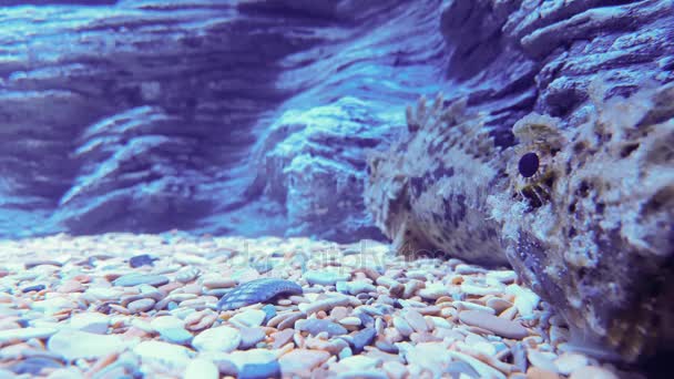 Дві риби скорпіона в морському акваріумі — стокове відео