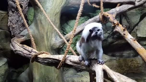 Cotton Top Tártaro senta-se no ramo no macaco — Vídeo de Stock