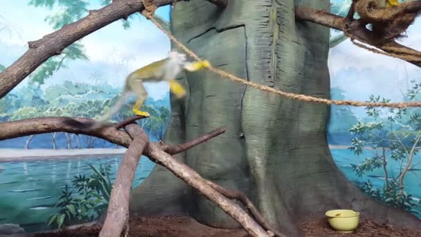 Macaco verde corre em uma corda em casa de macaco — Vídeo de Stock