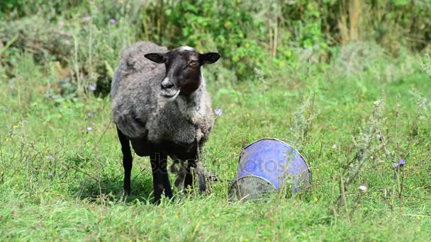 Black sheep andas ofta från värmen i sommar — Stockvideo