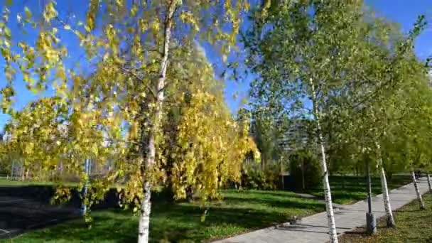 Berken in stadspark in het district Zelenograd, Rusland — Stockvideo