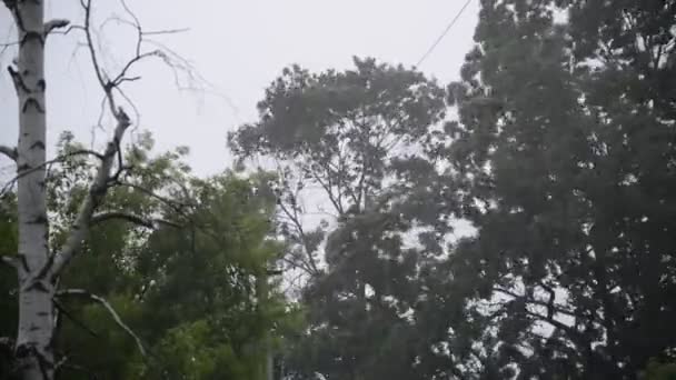 Ураган віє і дощить влітку — стокове відео