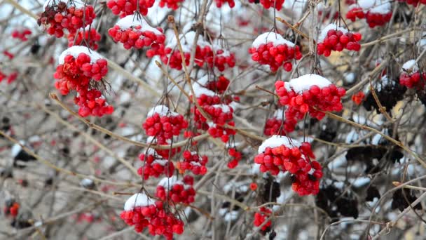 Много ягод вибурнума в снегу — стоковое видео