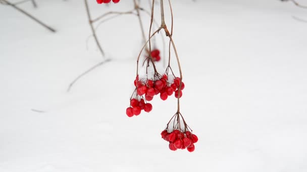 荚蒾浆果雪背景上的树枝上 — 图库视频影像