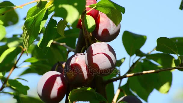 Ciruelas grandes maduras en rama — Vídeos de Stock