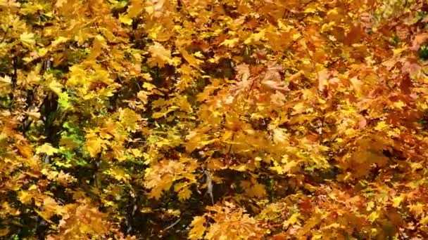 Fondo de hojas de arce amarillo en otoño — Vídeo de stock