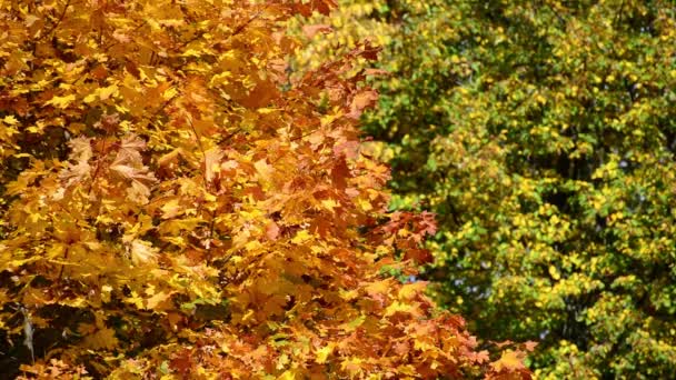 Fondo de hojas de arce amarillo y verde en otoño — Vídeo de stock