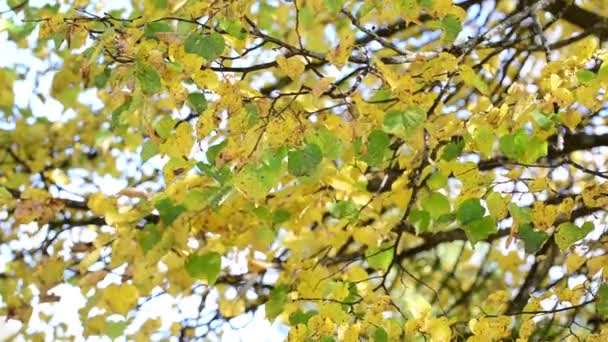 Gele en groene bladeren op boom in de herfst — Stockvideo