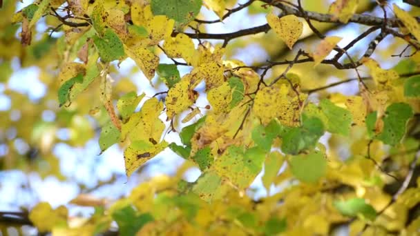 Yellow and green leaves on tree in autumn — Stock Video