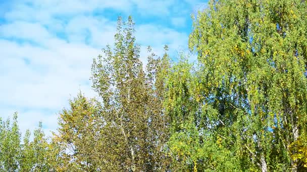 Björkar med gula och gröna blad som vajar i vinden — Stockvideo