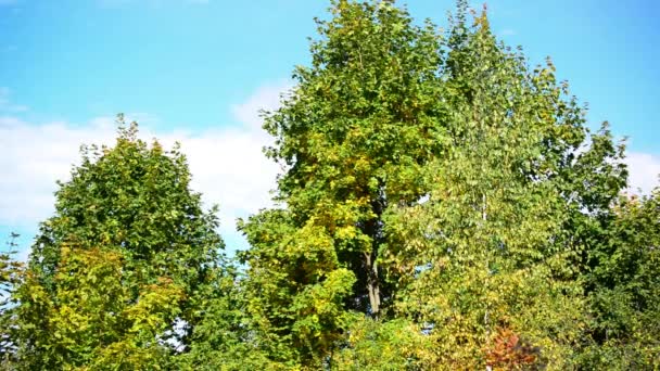Počátkem podzimu stromy na slunečný den — Stock video