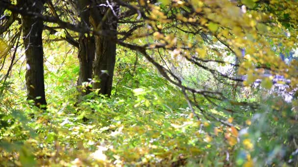 Detalle del parque de otoño en un día soleado — Vídeos de Stock