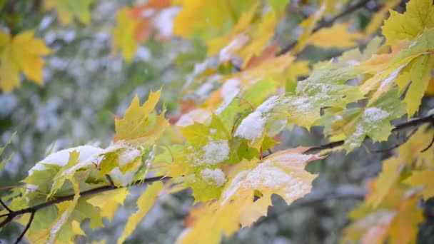 Première neige au début de l'automne en Russie 