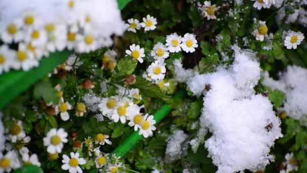 Margaridas são cobertas com a primeira neve — Vídeo de Stock