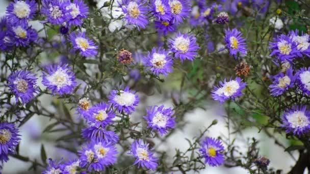 Chrysanthemen und unter Schnee — Stockvideo