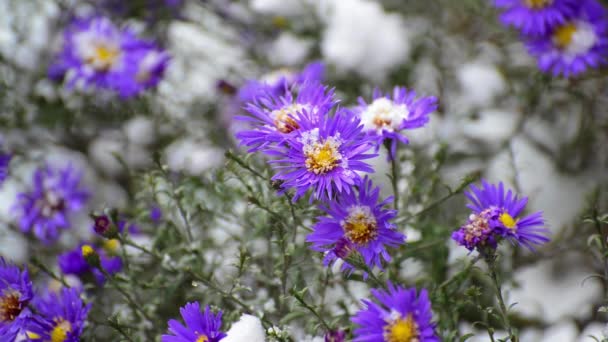 Chryzantéma a pod sněhem — Stock video