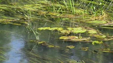 Yaz aylarında temiz su su yosun