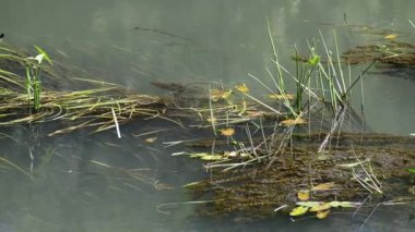 Yaz aylarında temiz su su yosun