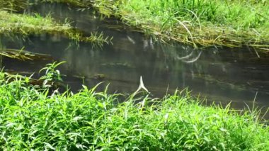 Creek algler tarafından yaz aylarında Rusya'da büyümüş.