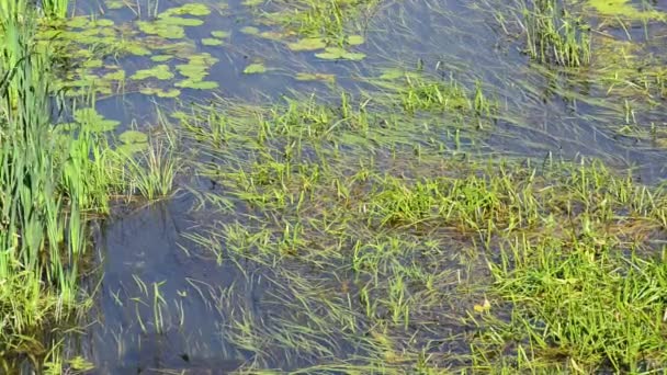 夏季淡水中的藻类 — 图库视频影像