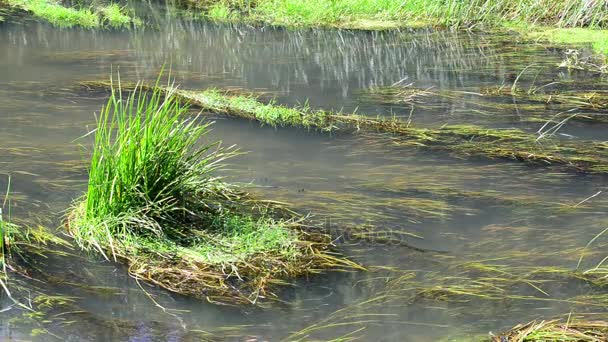 Річка з водоростями і бабками влітку — стокове відео