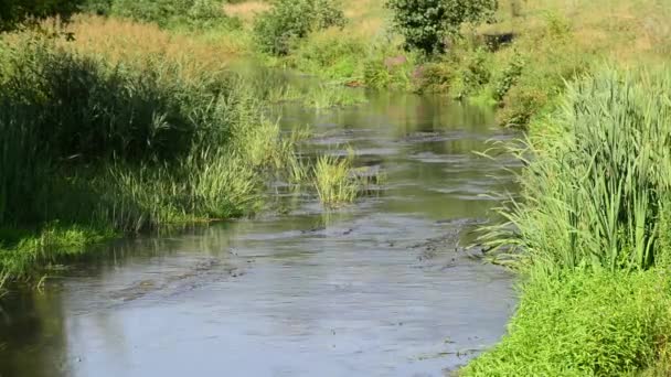 Річка з водоростями і бабками влітку — стокове відео