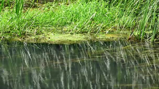 Řeka s řasami a modré vážky v létě — Stock video