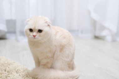 Katta odada kabarık bej yavru kedi