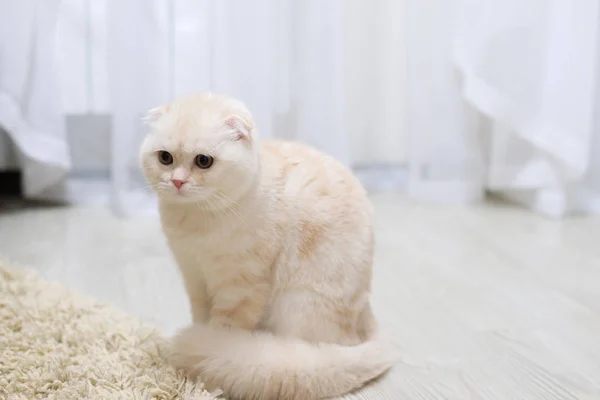 Flauschiges beiges Kätzchen im Zimmer auf dem Fußboden — Stockfoto