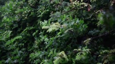 Kalina yağmur ve Rüzgar