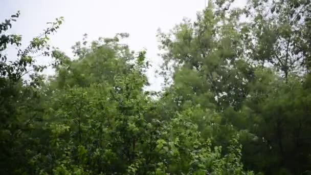 Сильный ветер и дождь трясет деревья — стоковое видео