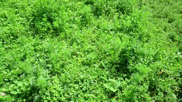 Person klipper gräs manuell gräsklippare, Ryssland — Stockvideo