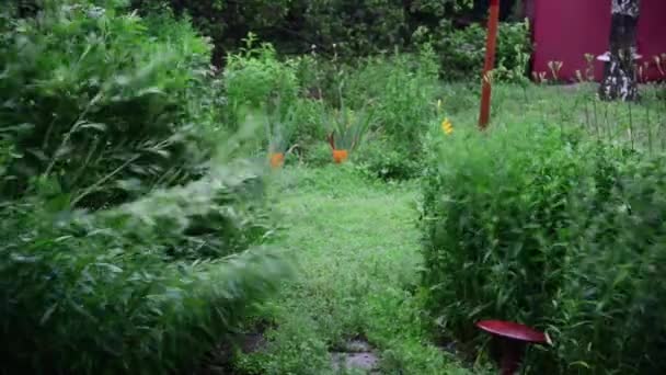 Plants in garden swaying in wind — Stock Video