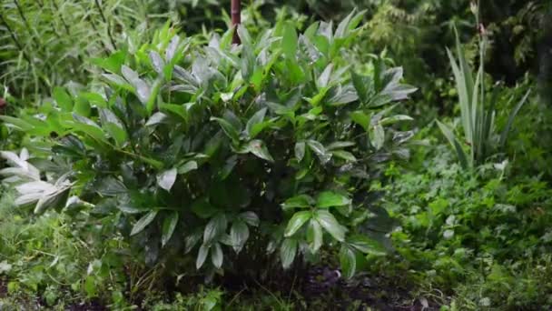 Arbusto de Peonía Verde bajo la lluvia — Vídeos de Stock