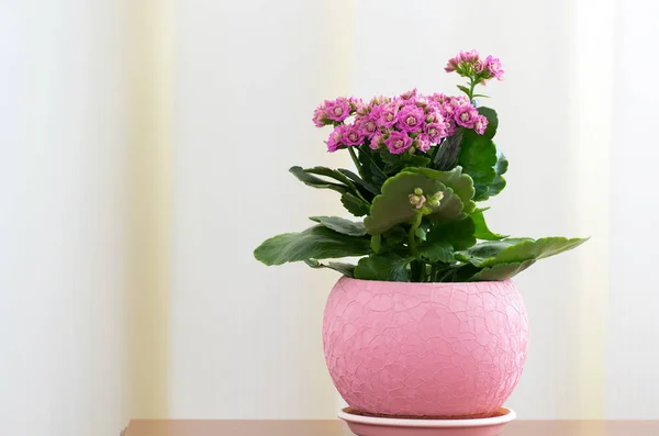 Blühende rosa Kalanchoe im Topf — Stockfoto