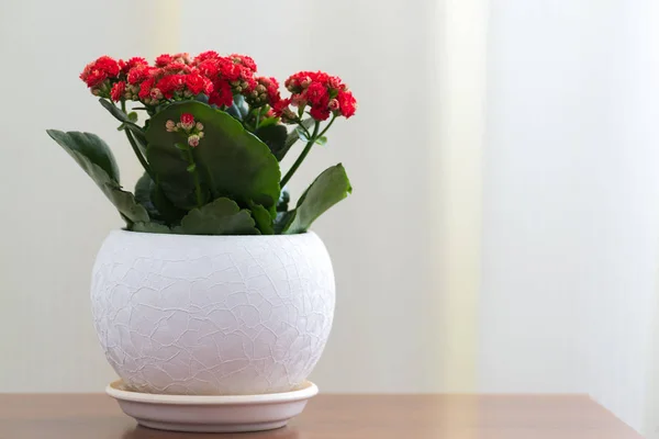 Red flowering Kalanchoe in white pot — Stock Photo, Image