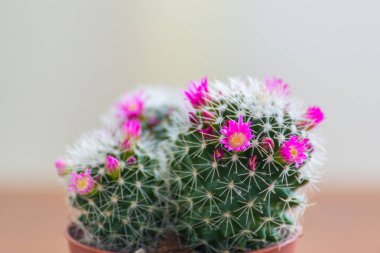 Masanın üzerine tencerede Mammillaria kaktüs