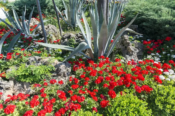 Lecho de flores con geranio rojo y aloe, Turquía — Foto de Stock