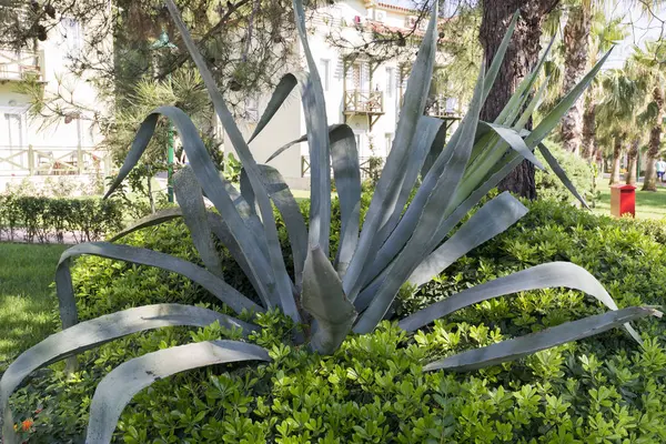 Cama de flores com aloés no território do hotel na Turquia — Fotografia de Stock