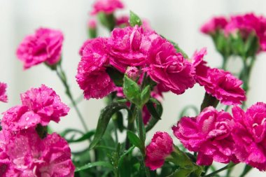 Kırmızı karanfil çiçekler ile su damla yakın çekim