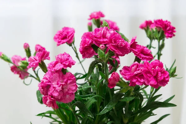 Fiori di garofano rosso con gocce d'acqua primo piano — Foto Stock