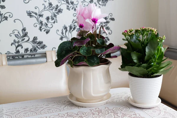 Cyclamen и Kalanchoe на столе в комнате — стоковое фото