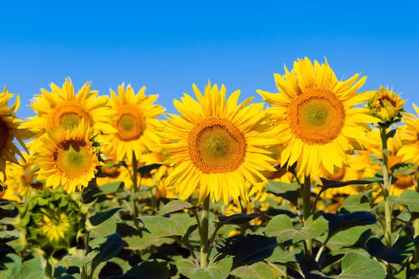 Bir bitki çiçek tarım Eko ayçiçeği