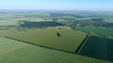 Yeşil tarlalarda buğday Rusya için yükseklikten görüntüleyin