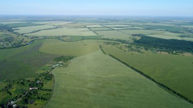 Yeşil tarlalarda buğday Rusya için yükseklikten görüntüleyin