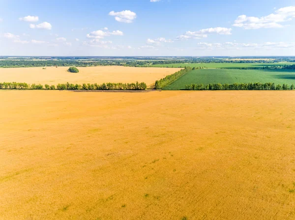 Aerial view of cereals in central Russia — Stock Photo, Image