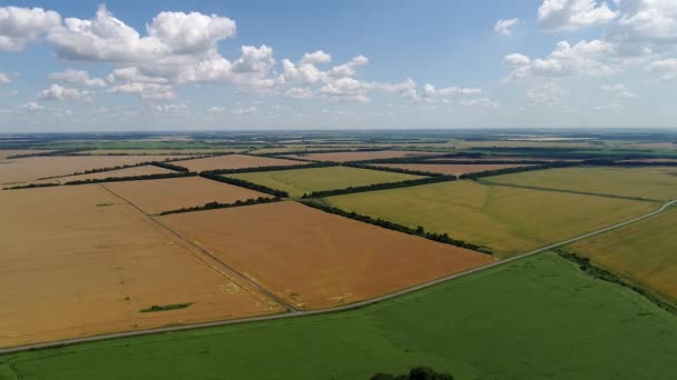 Luchtfoto van granen in Centraal-Rusland — Stockvideo