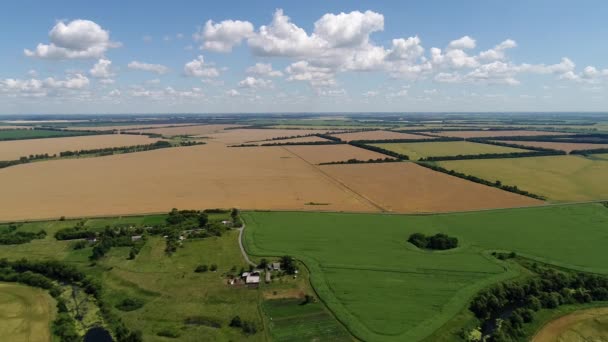 Rural landscape with field of rye — Stock Video