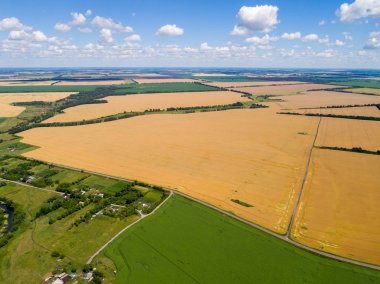 Rusya'daki olgun buğday güzel sarı alanlar