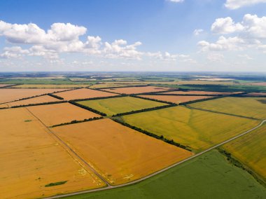 Rusya'daki olgun buğday güzel sarı alanlar